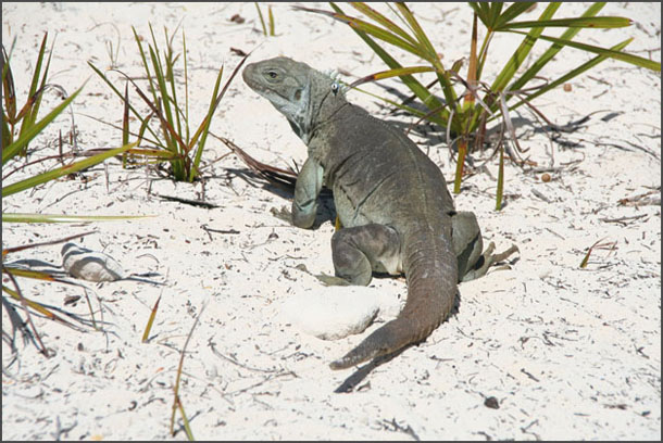 Iguana