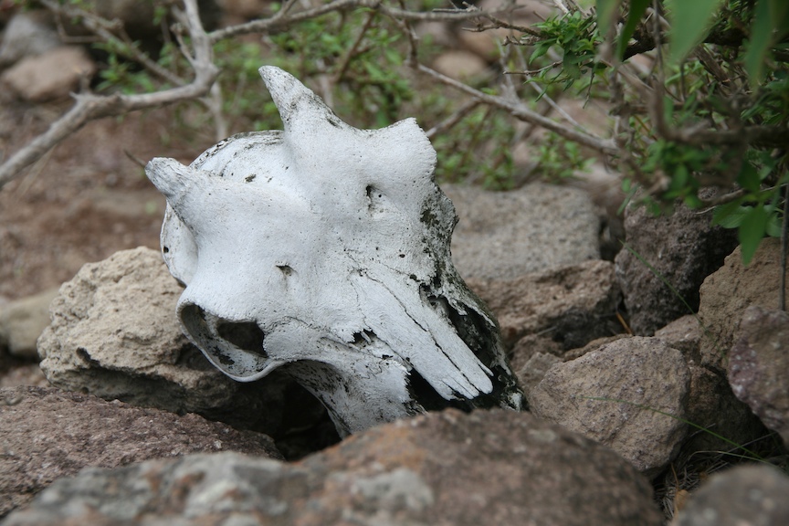 Goat Skull on Saba